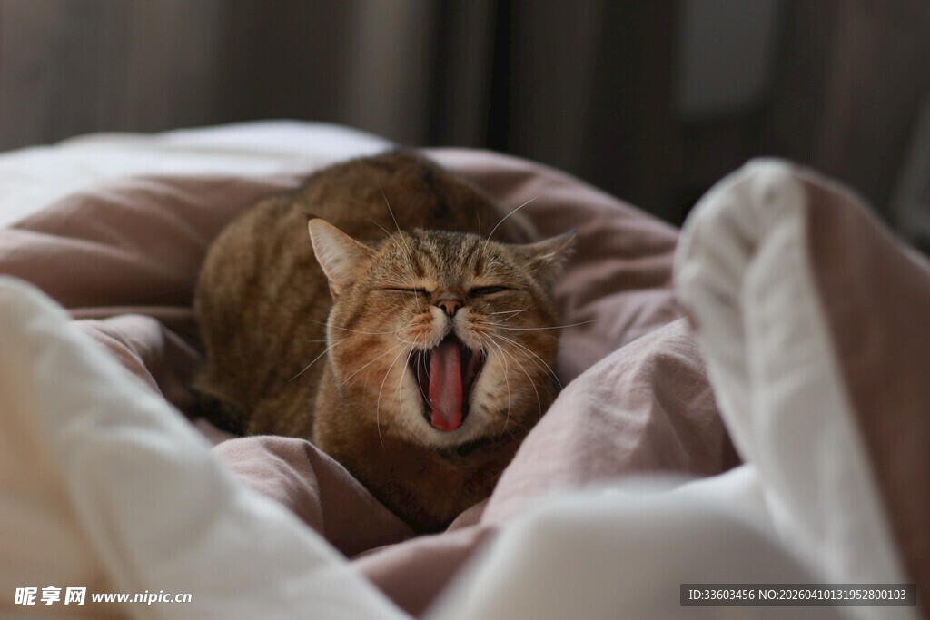 床上打哈欠的可爱猫咪