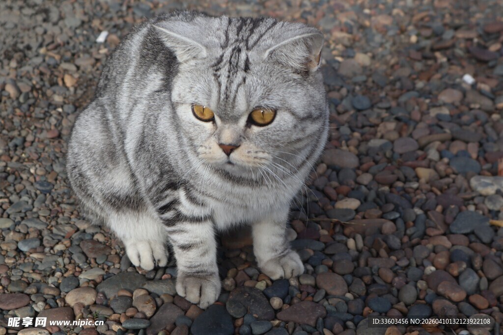灰毛猫咪蹲坐于碎石上