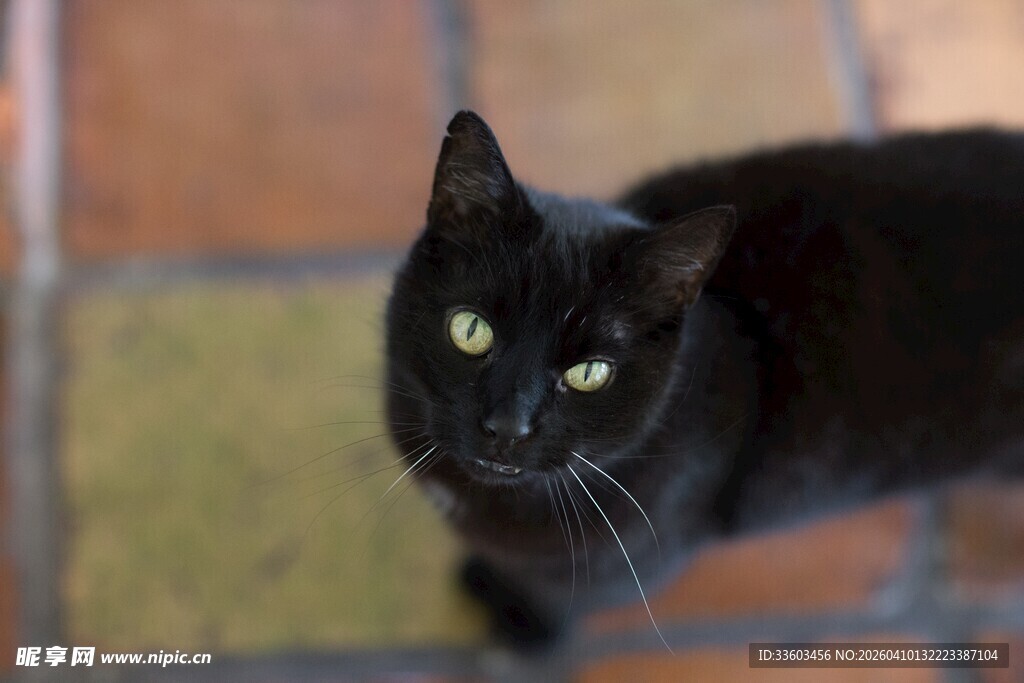 黑猫仰视镜头