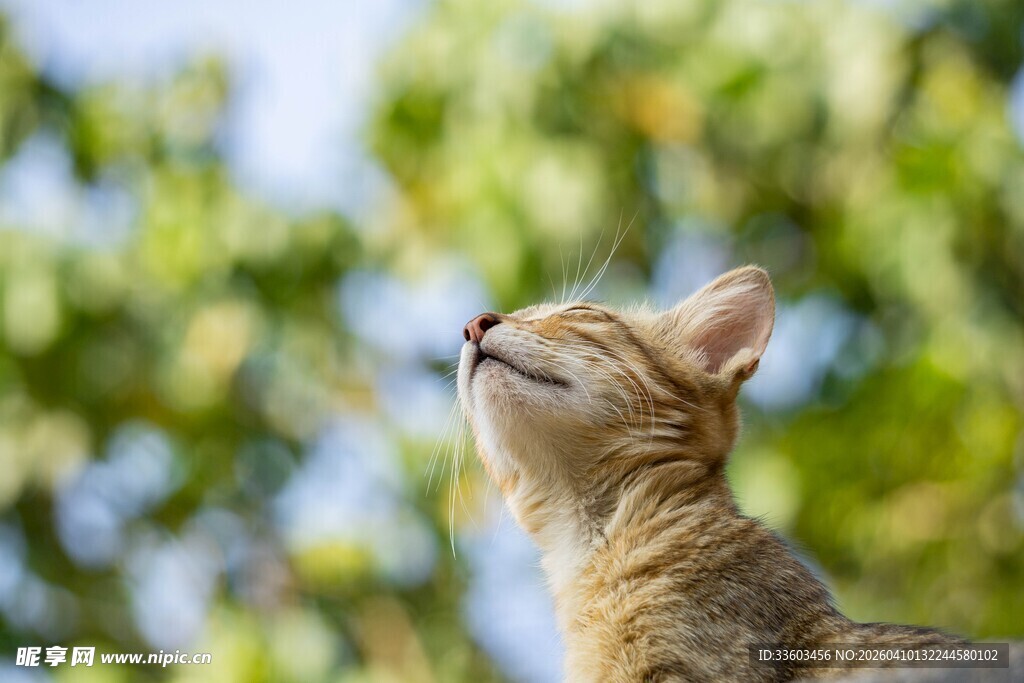 仰头猫咪享惬意时光