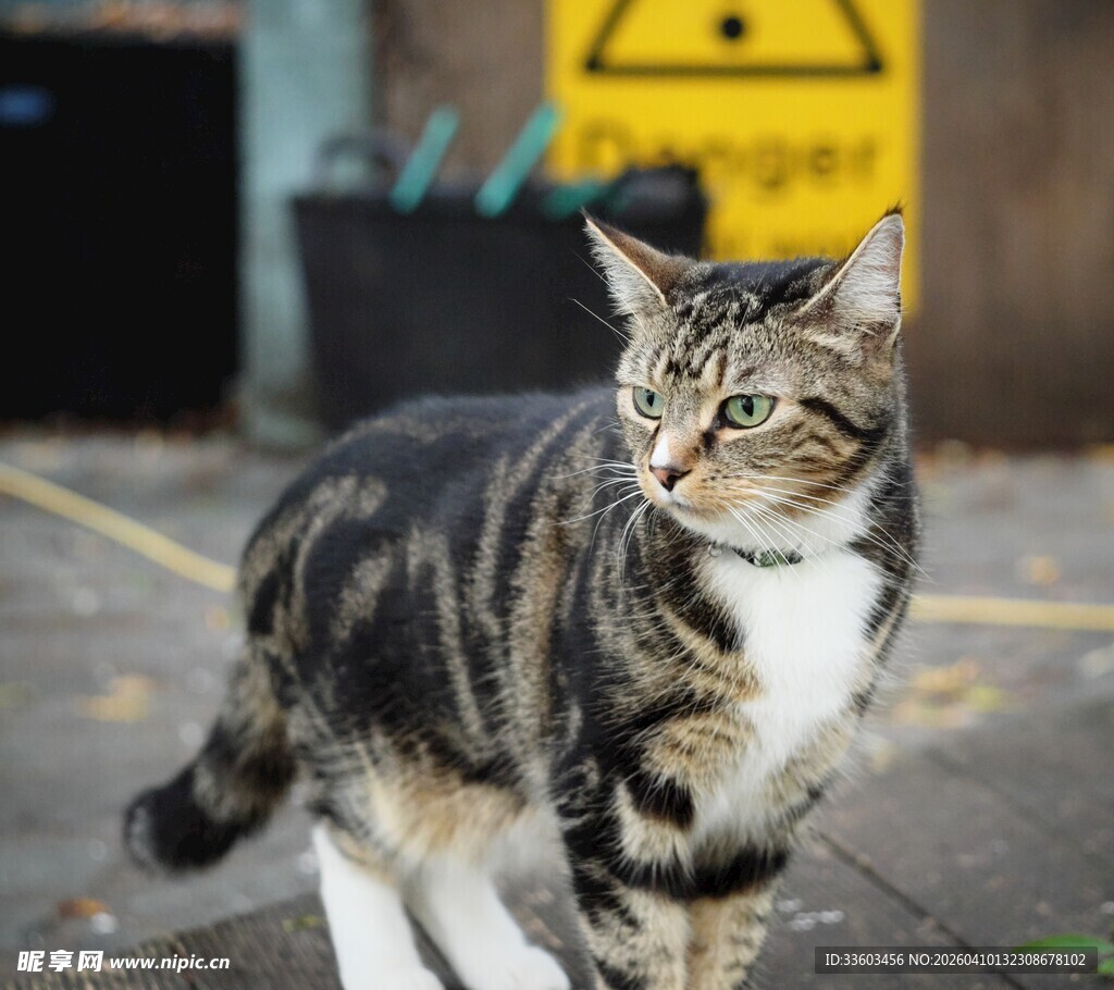 户外条纹猫咪好奇张望