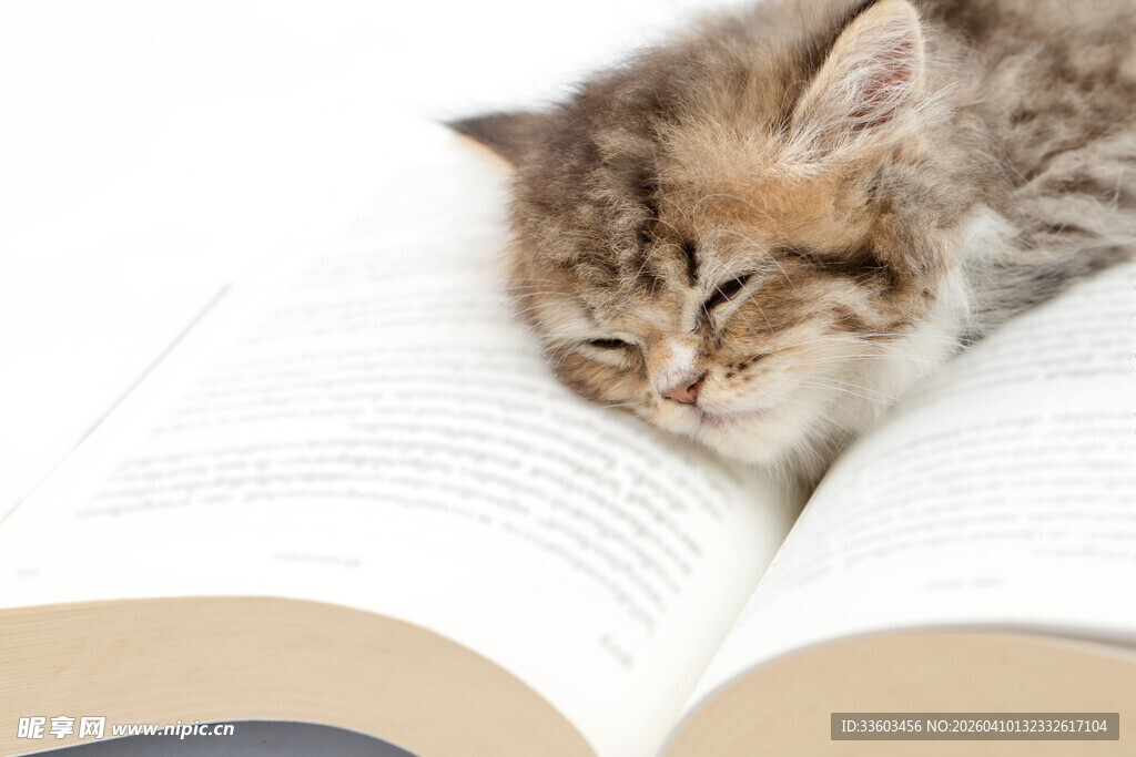 小猫惬意卧于翻开的书上