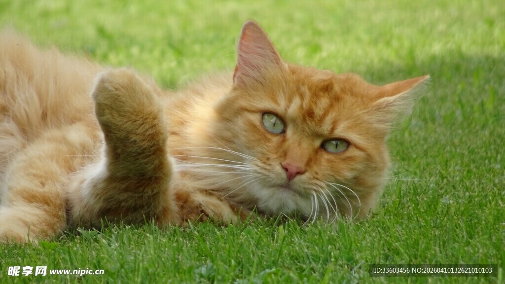 橘猫惬意躺于绿草地上