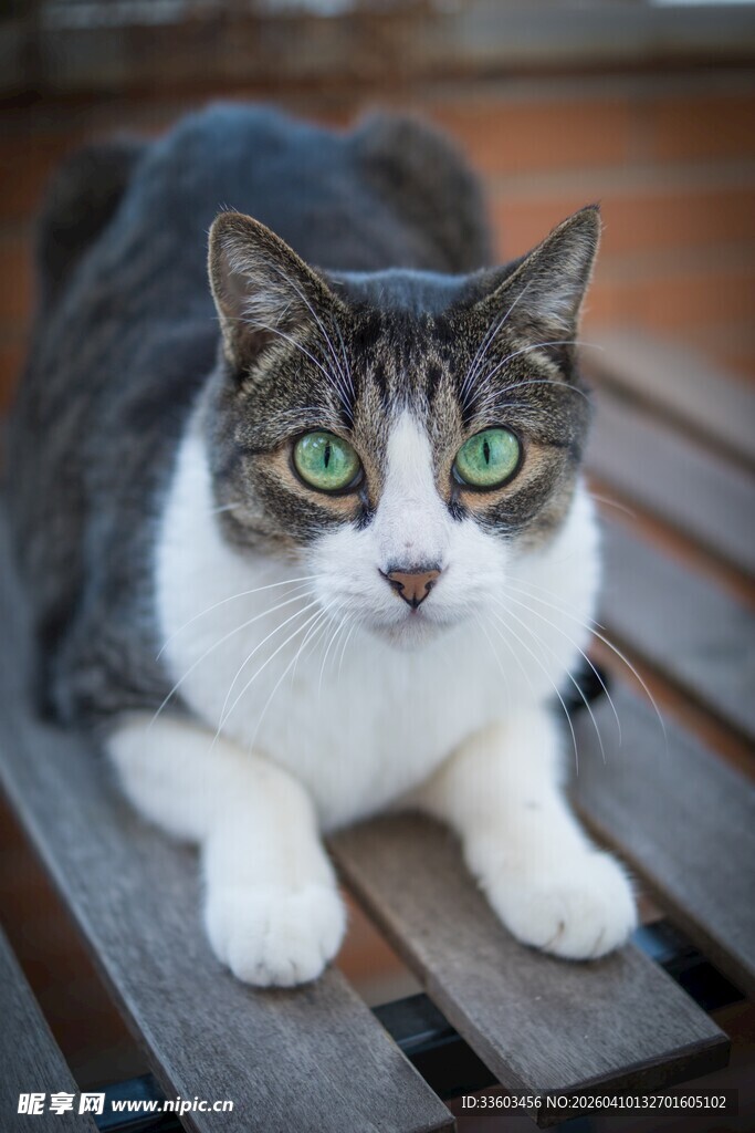 绿眼萌猫趴坐木椅上