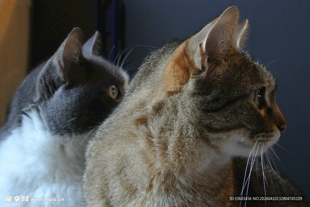 两只猫咪侧头可爱模样