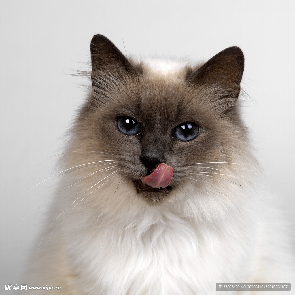 吐舌卖萌的可爱布偶猫