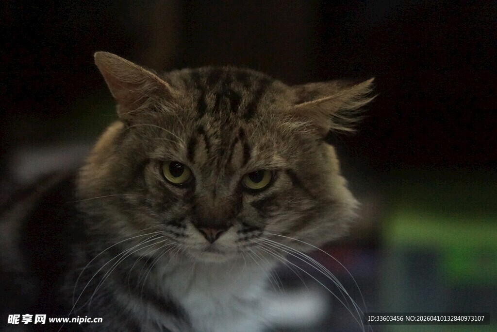 长毛虎斑猫的凝视