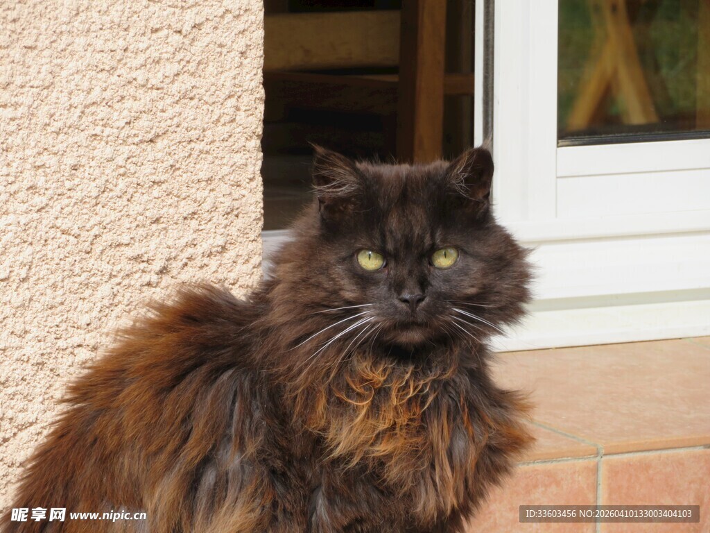 长毛黑猫坐于门前