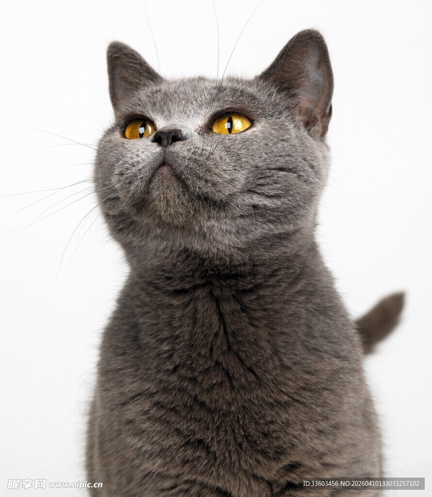 灰色猫咪抬头望