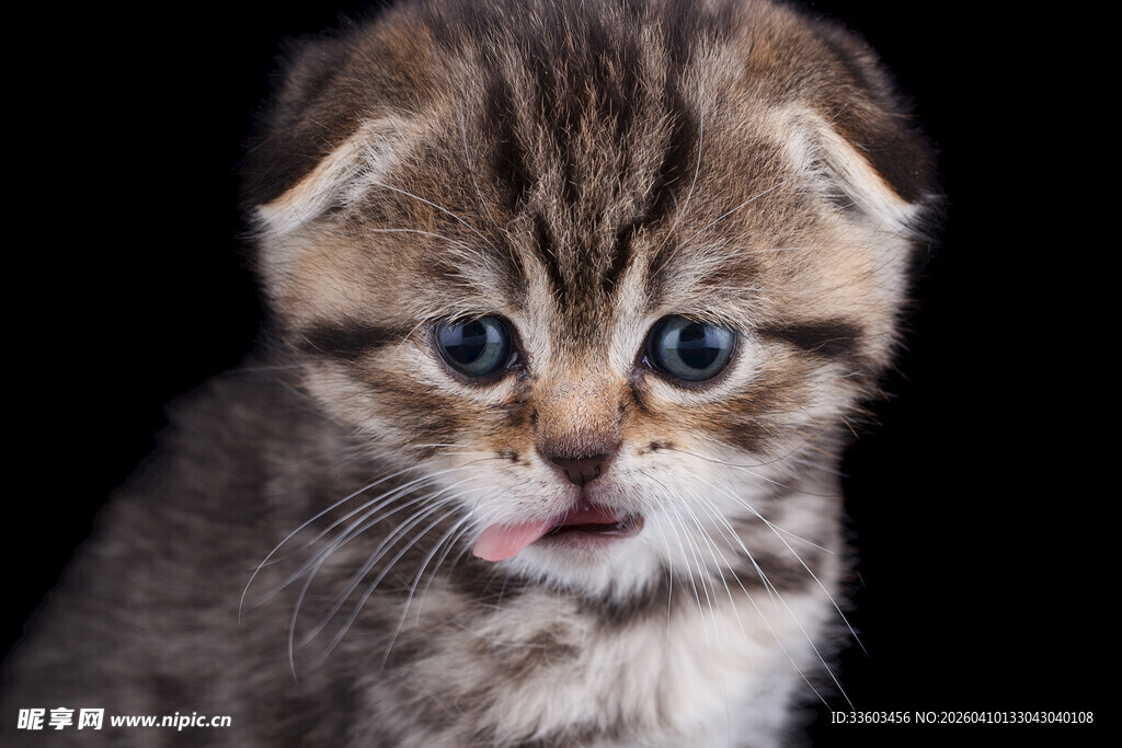 可爱小猫咪吐舌卖萌