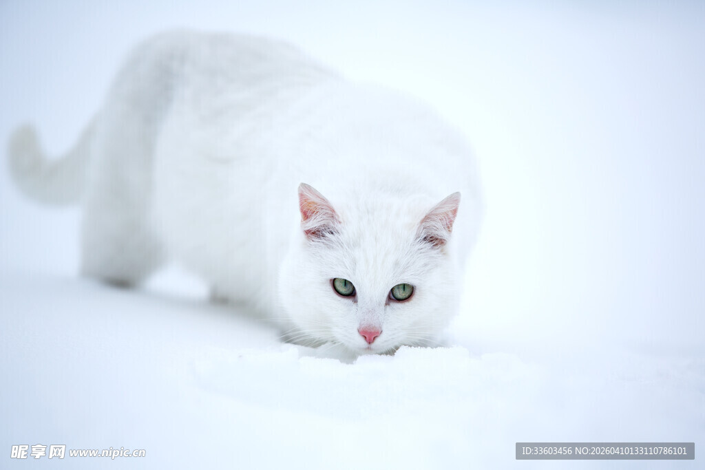 雪地中的白色猫咪