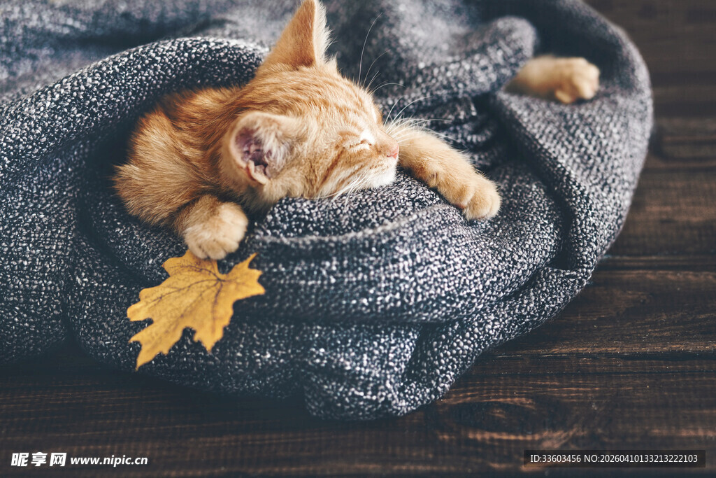 毛毯上安睡的可爱小狗