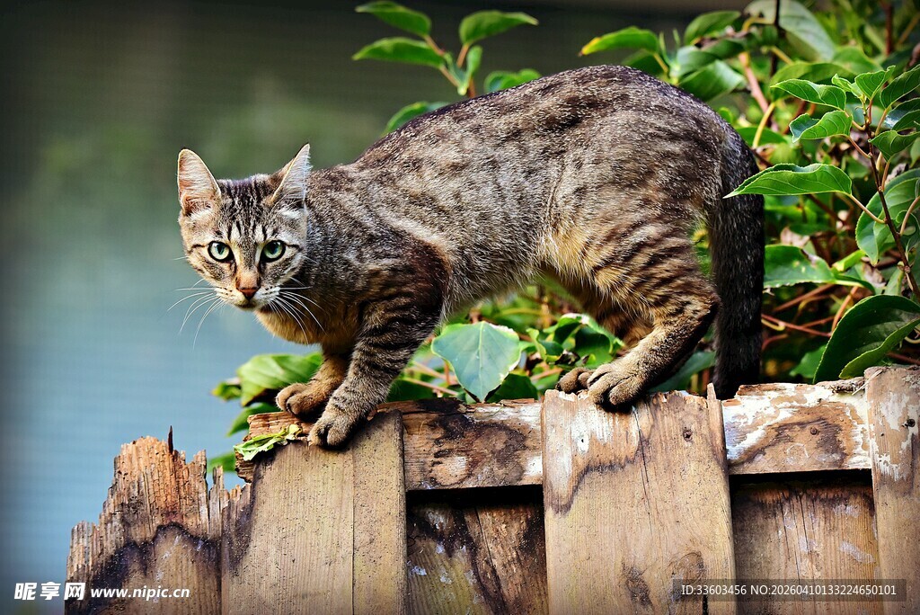 狸花猫立于木栏上