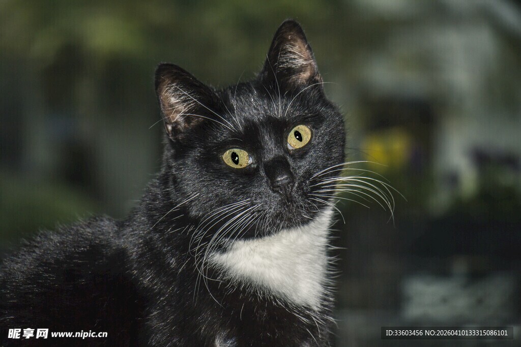 黑白猫咪好奇张望