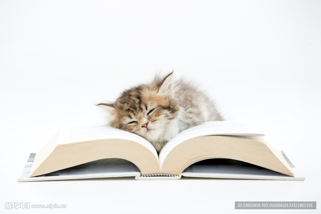 小猫惬意躺卧在翻开书本上