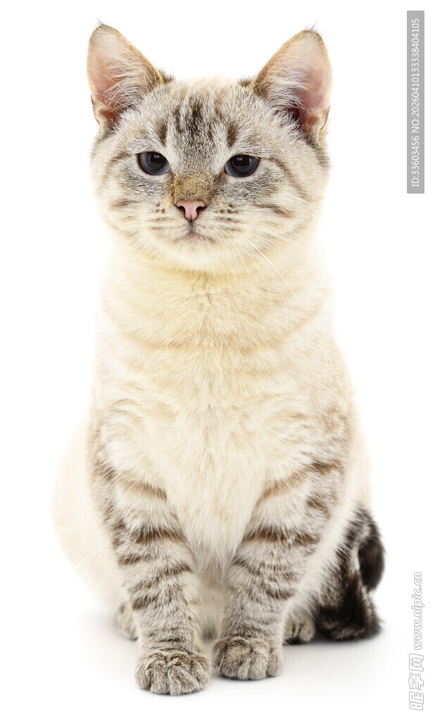 可爱小猫咪端坐