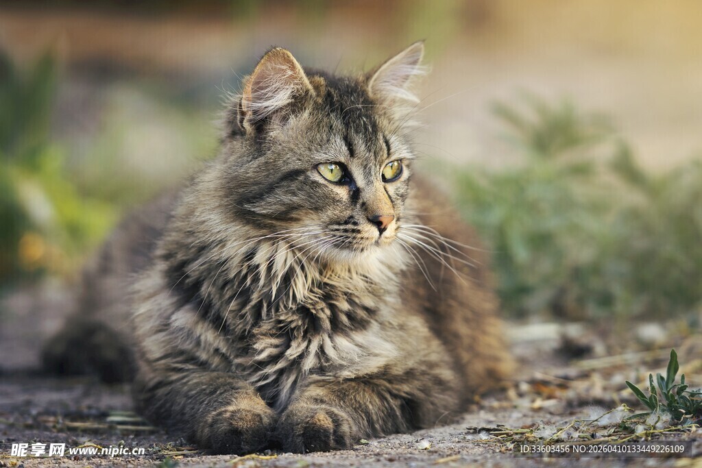 阳光下的长毛猫