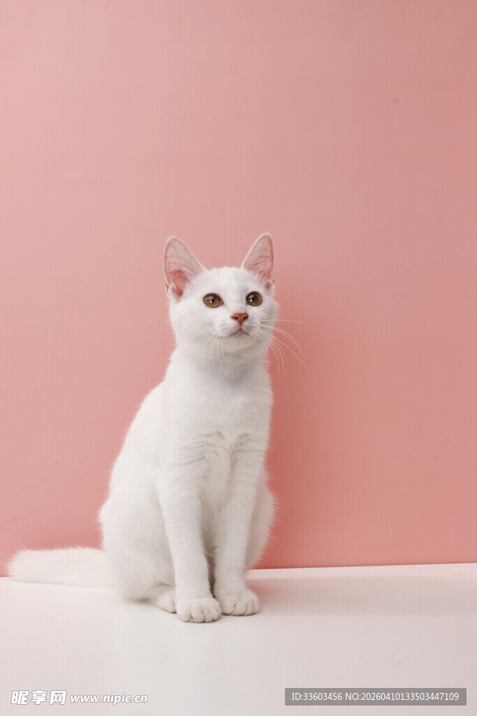 粉色背景下的可爱小白猫