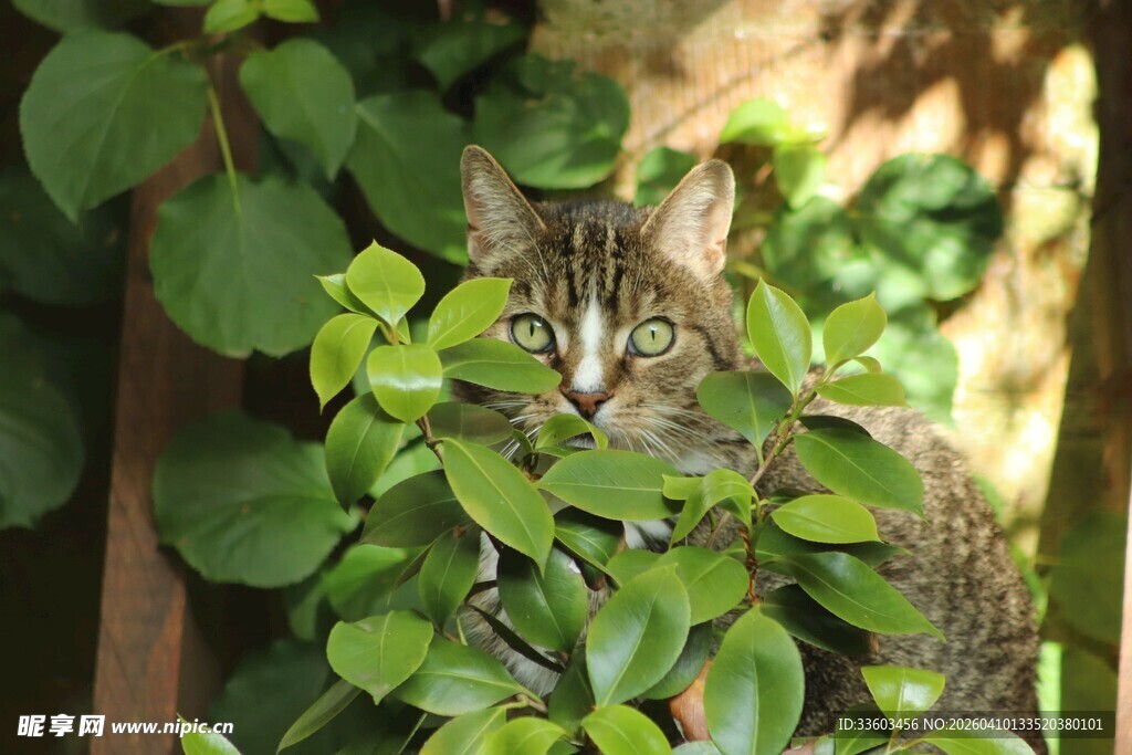 绿叶间的可爱猫咪