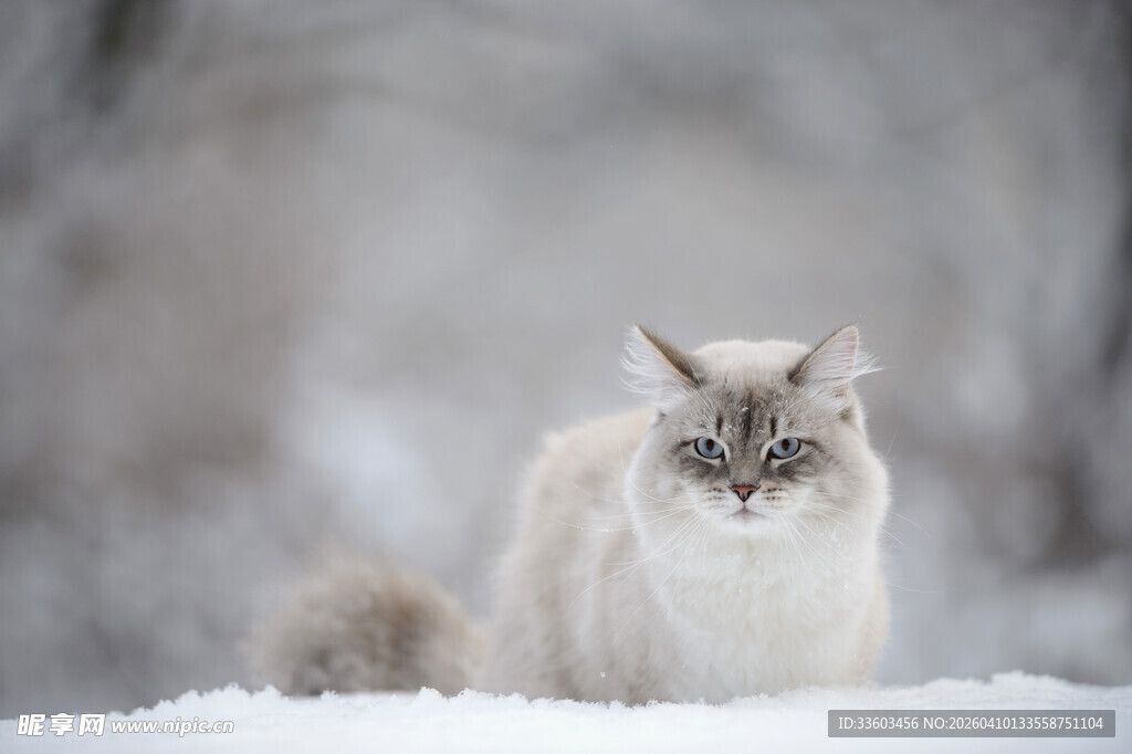 雪地中的优雅猫咪