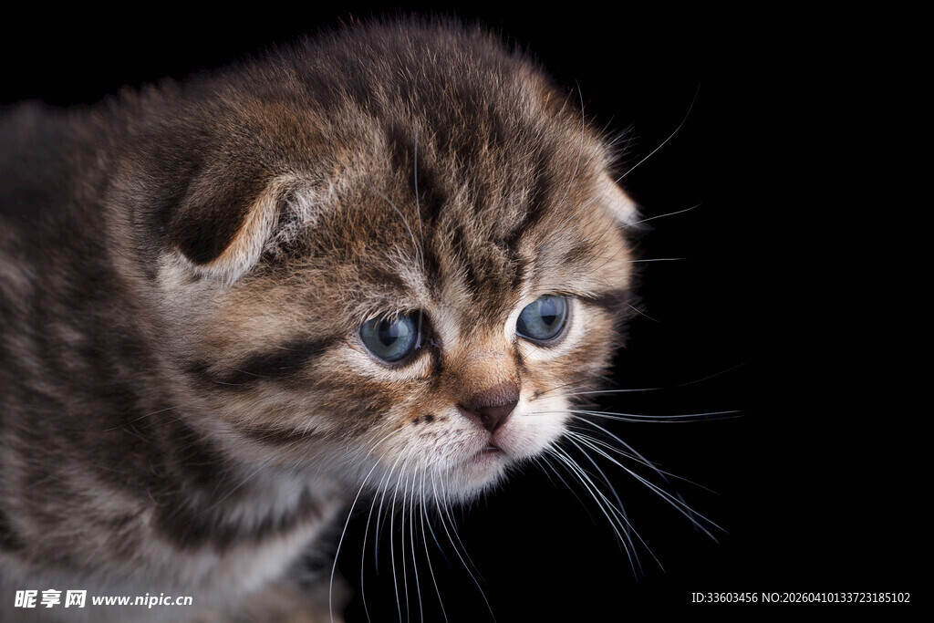 可爱蓝眼折耳小猫
