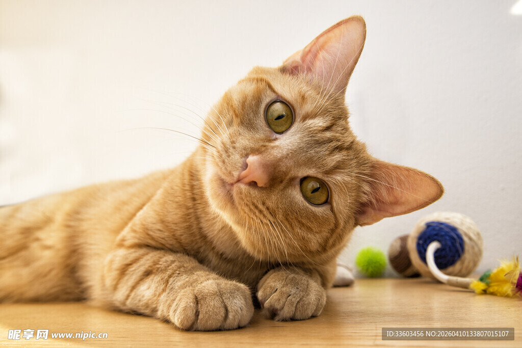 可爱橘猫玩彩色球