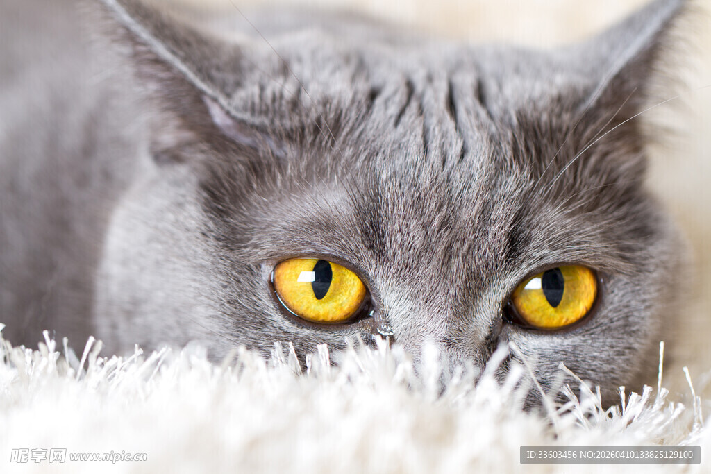 灰猫凝视毛绒地毯