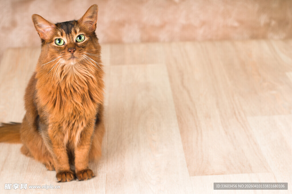 棕色猫咪端坐凝视