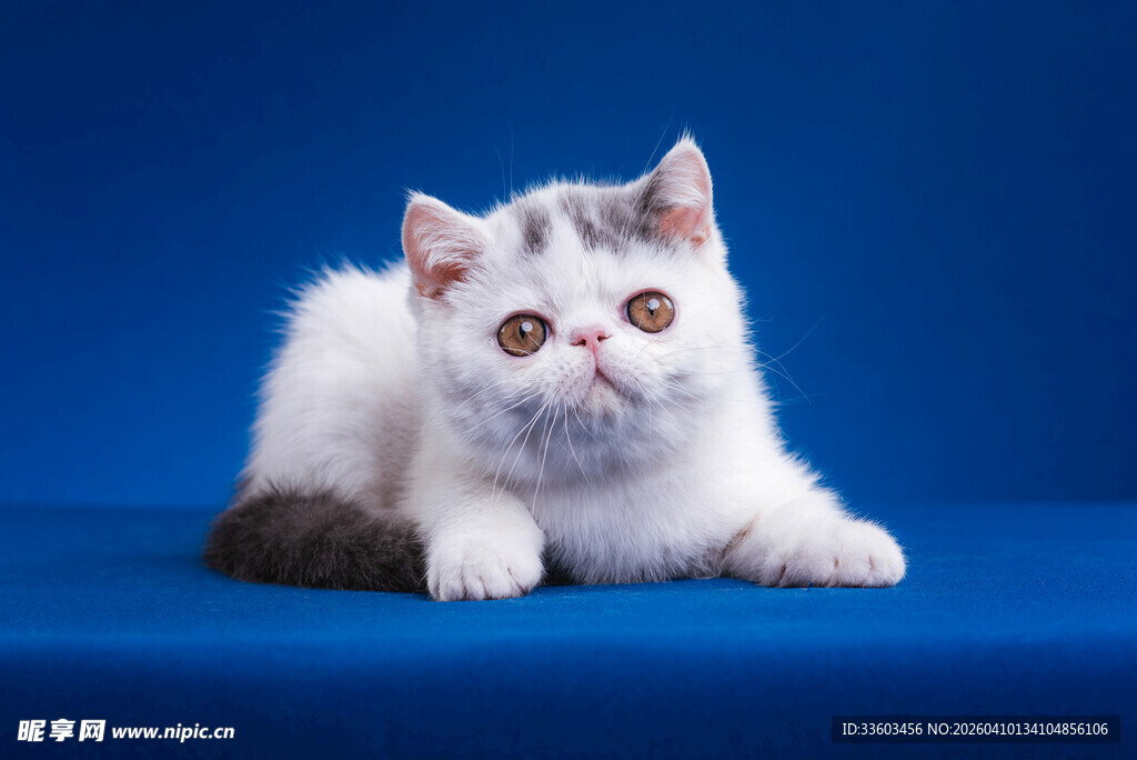 蓝背景下可爱的灰白小猫