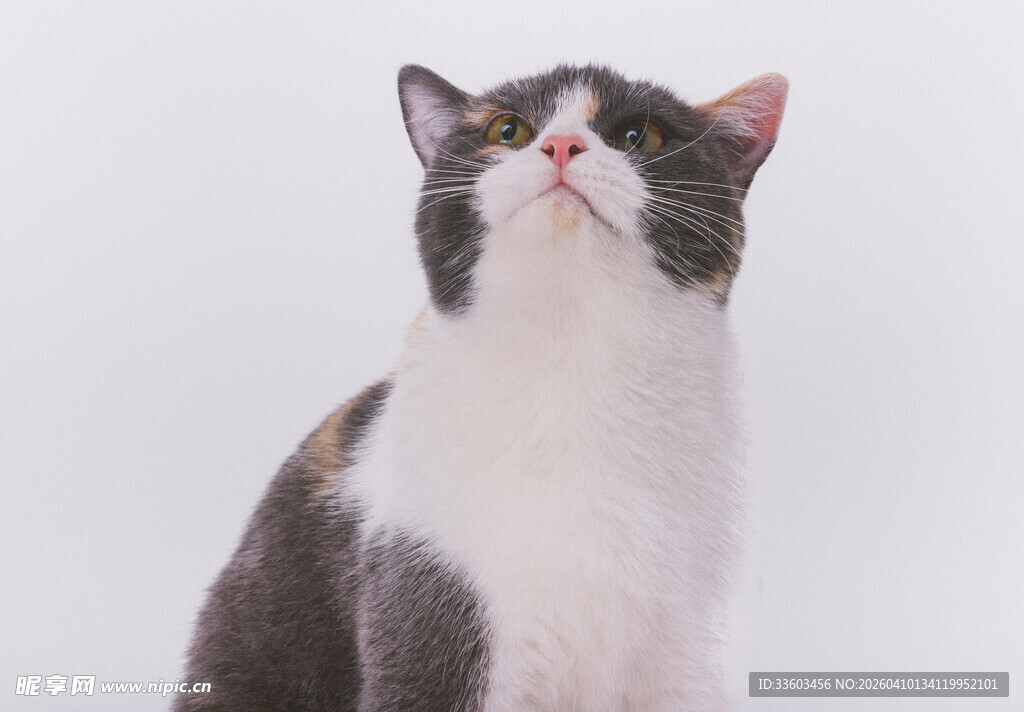 灰白猫咪抬头望