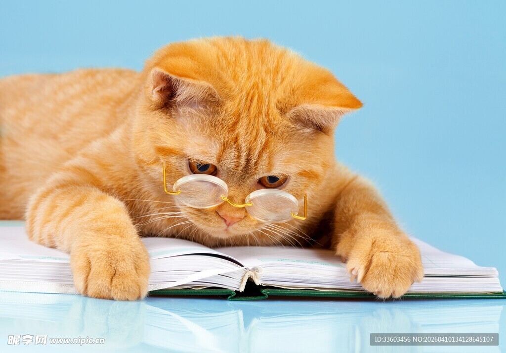 橘猫戴眼镜专注看书