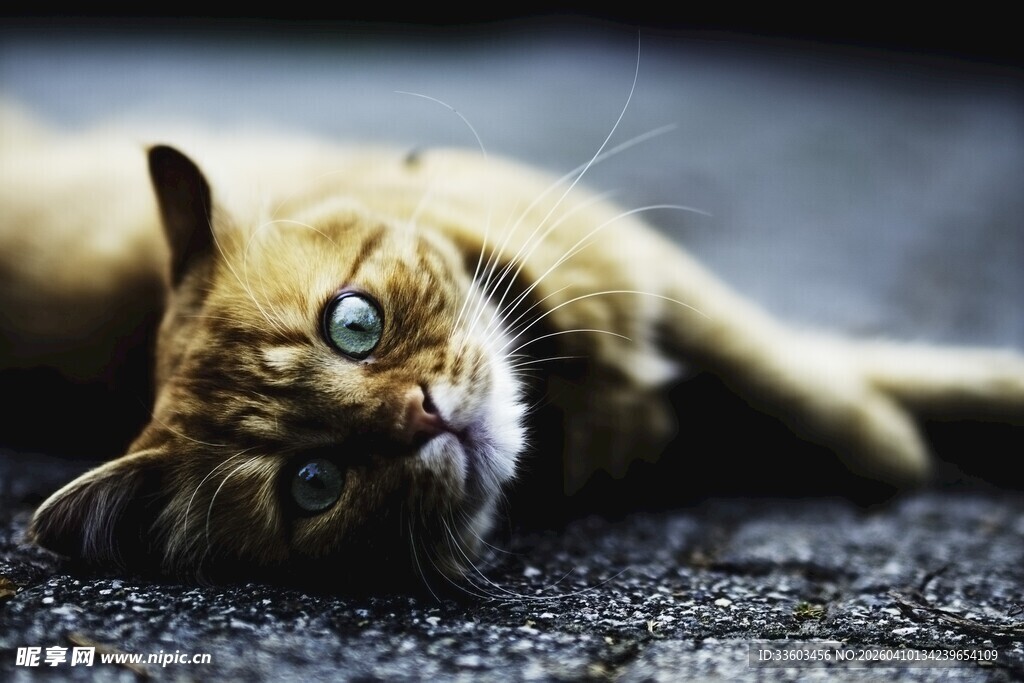 慵懒猫咪惬意躺卧