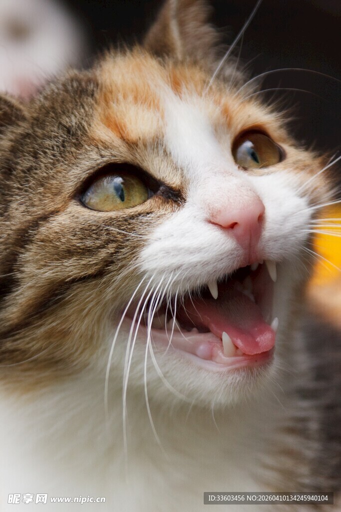 张嘴喵喵叫的可爱猫咪