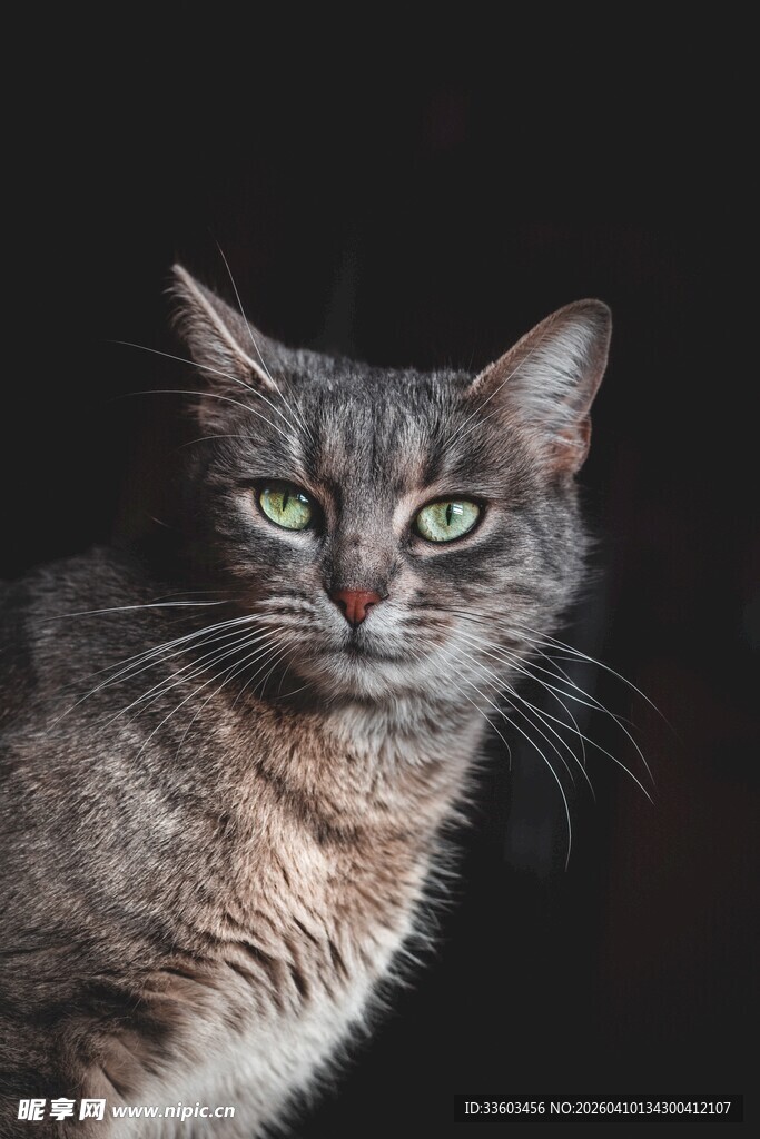 灰猫凝视特写