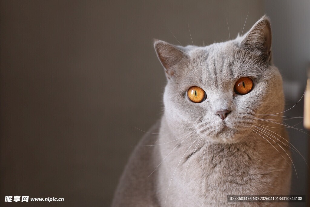 灰色英短猫的凝视
