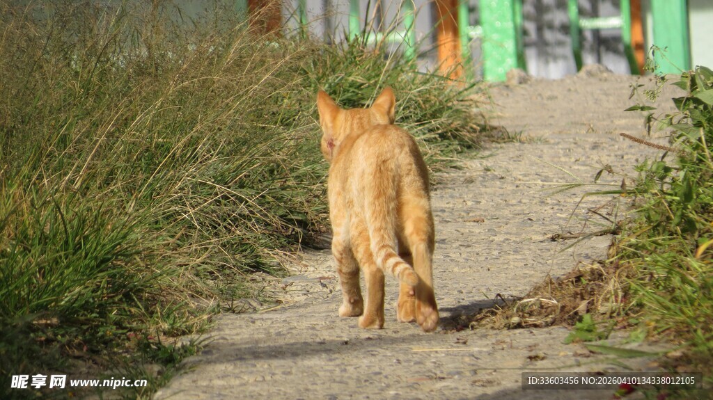 小橘猫漫步在乡间小道