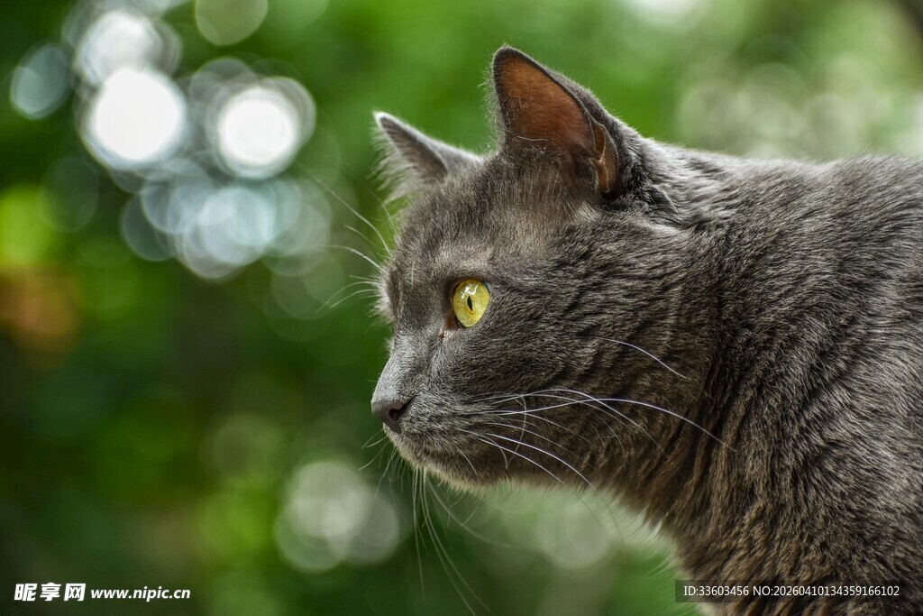 灰猫凝视绿意背景