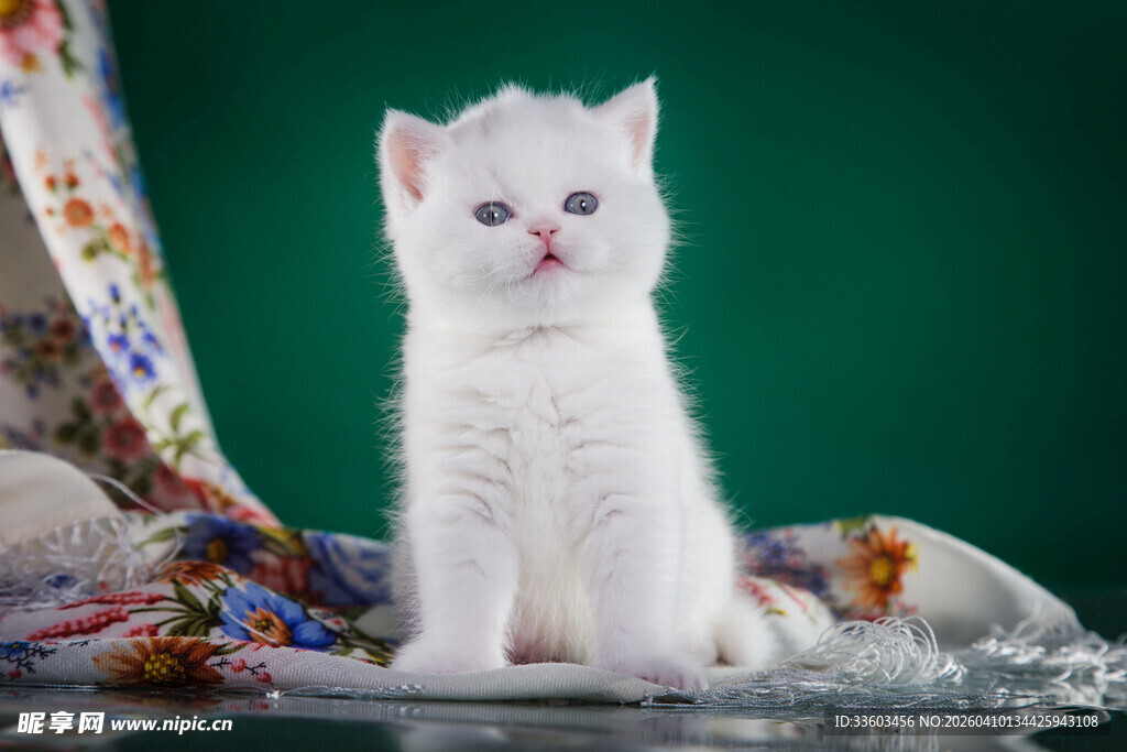 可爱小白猫坐于多彩织物旁
