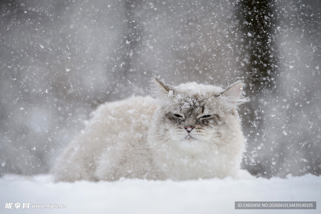 雪地中的可爱猫咪