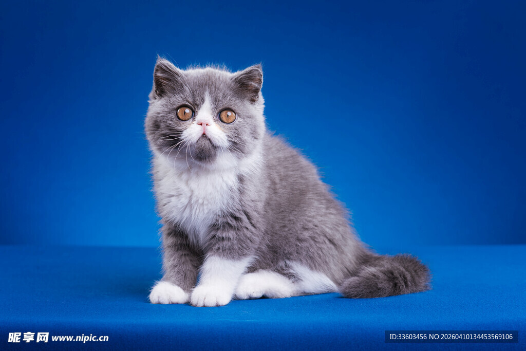 蓝底前坐的可爱灰白猫咪