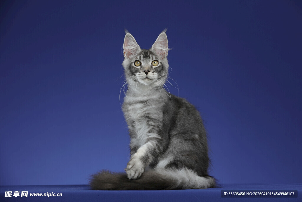可爱缅因猫端坐蓝色背景前