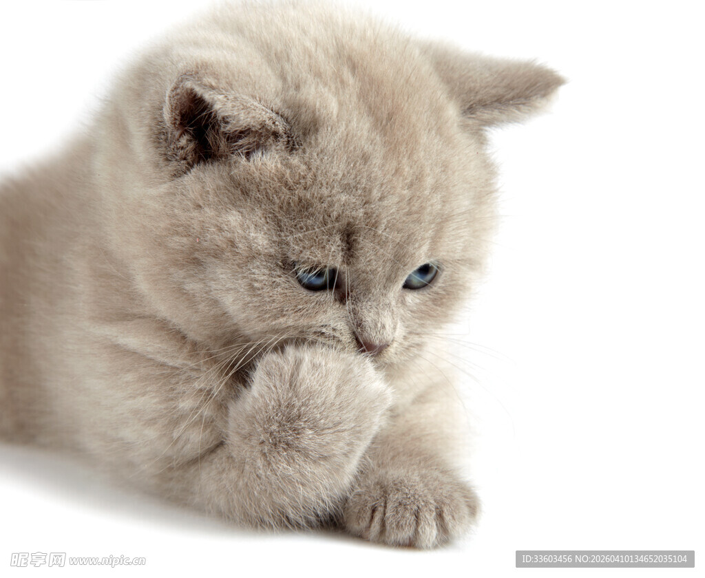 可爱小猫咪低头舔爪子