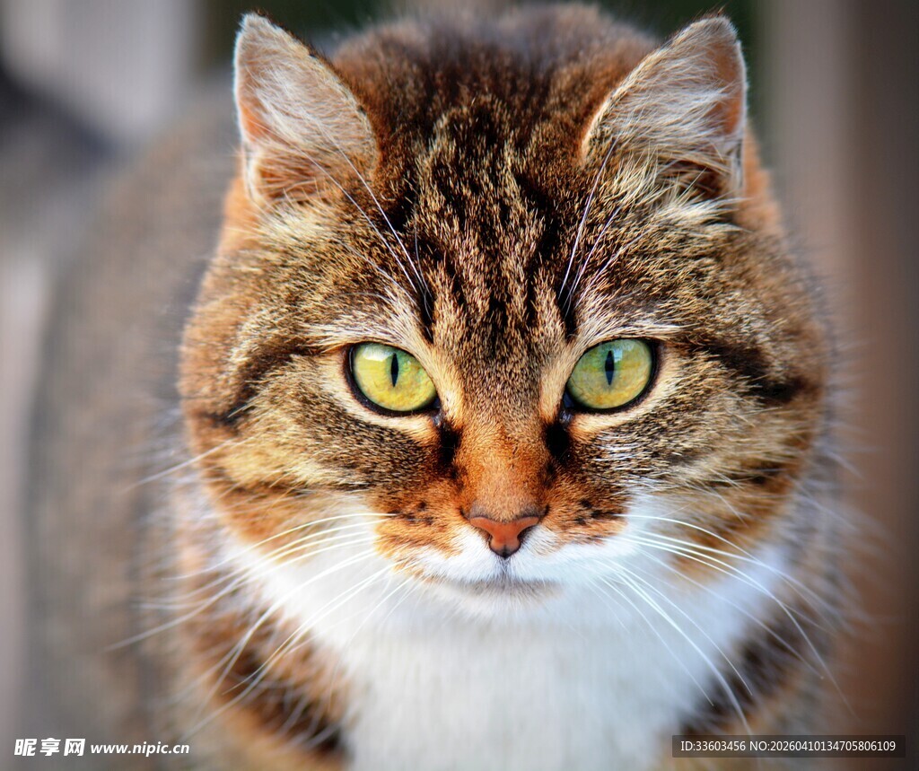 可爱斑纹猫特写