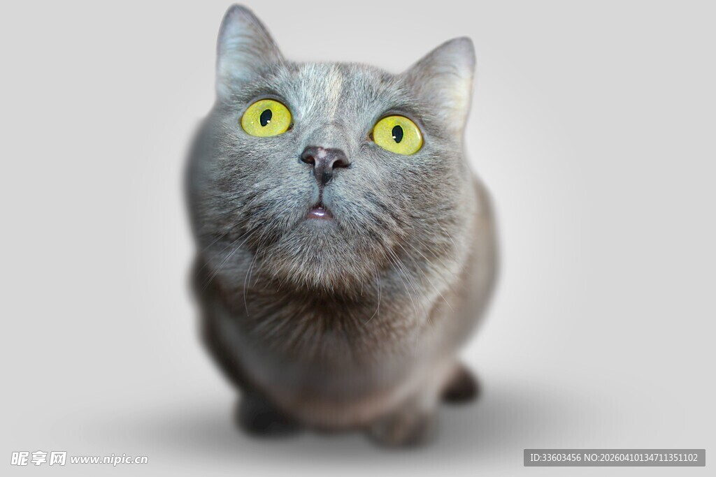 可爱灰猫抬头望