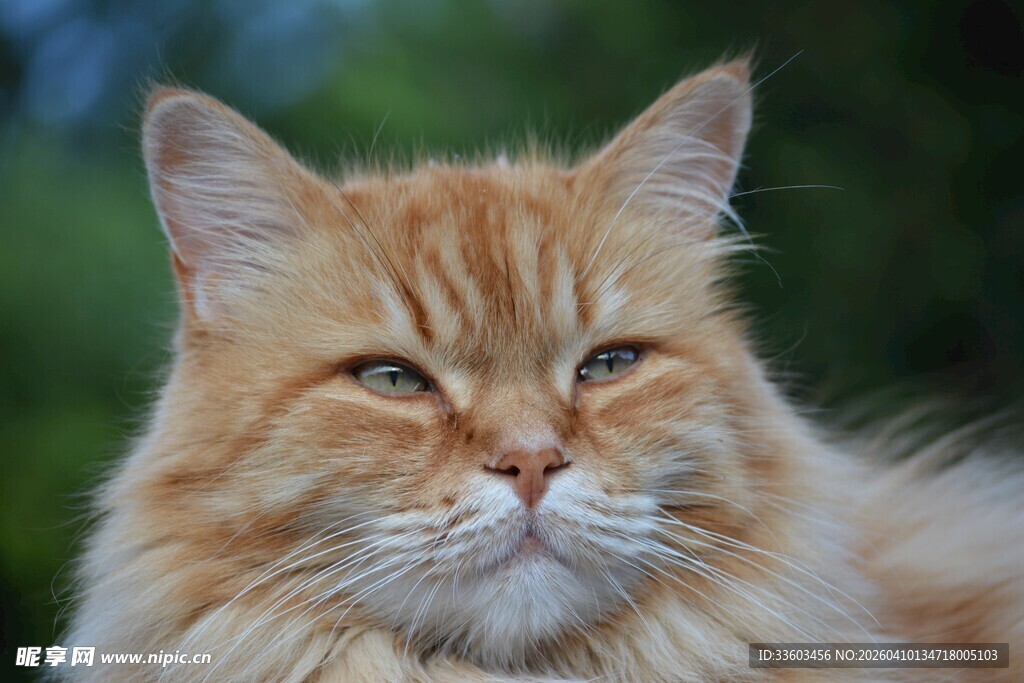 橘色长毛猫的特写