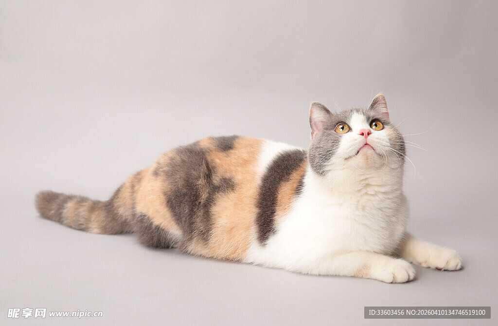 三色猫咪悠闲趴卧