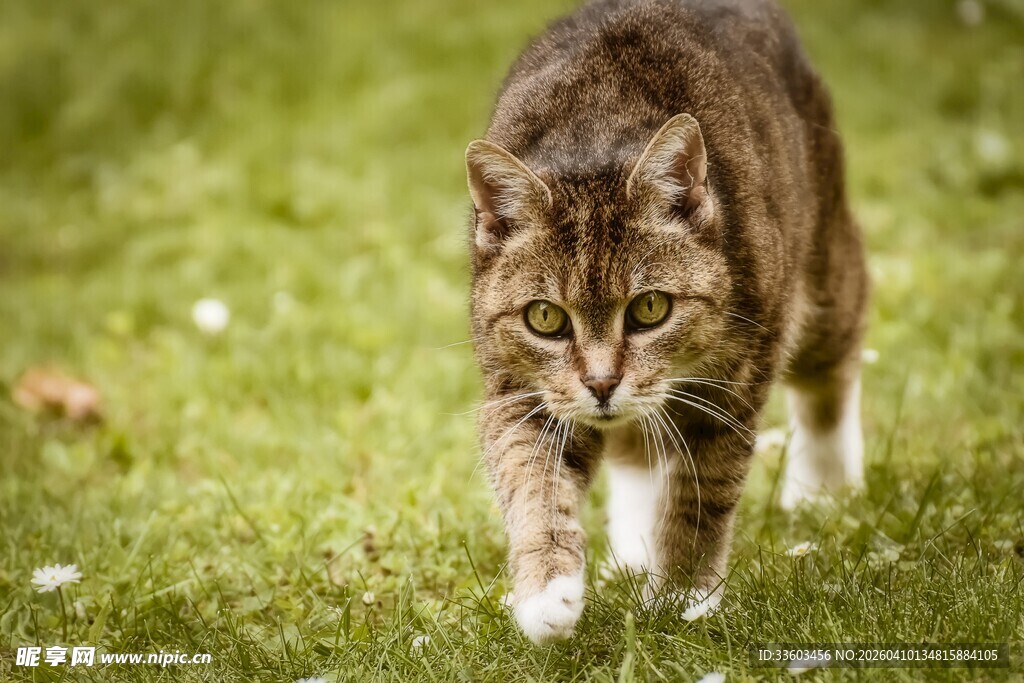草地上行走的斑纹猫咪
