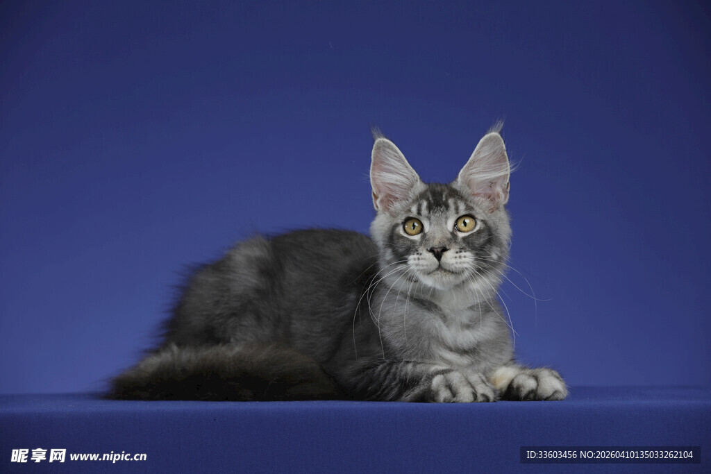 可爱缅因猫趴坐蓝色背景
