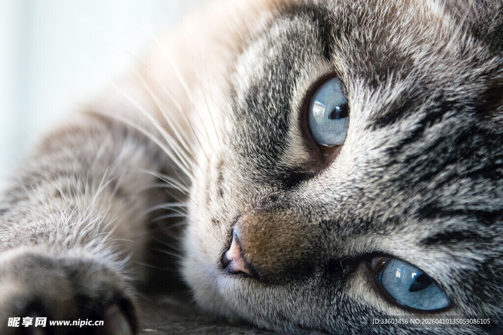 蓝眼萌猫侧卧特写