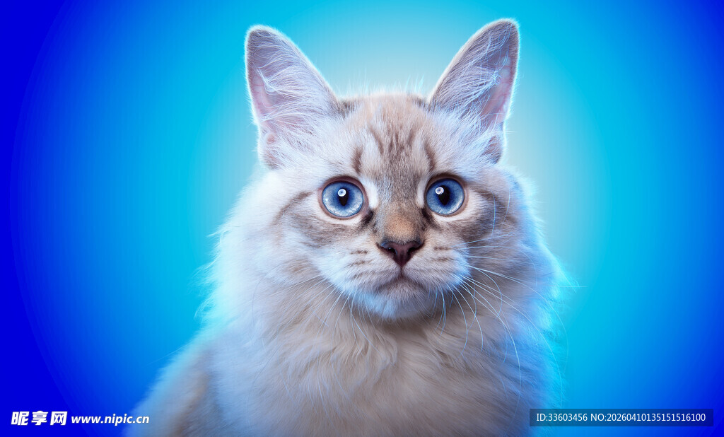 蓝背景下的可爱长毛猫